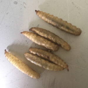 BSF Larvaes