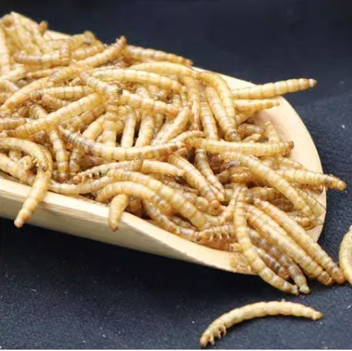 mealworms drying